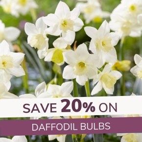 Daffodil Bulbs 20% Off