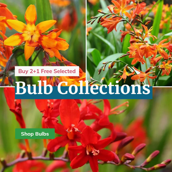 Bulb Collections: 2+1 FREE SELECTED