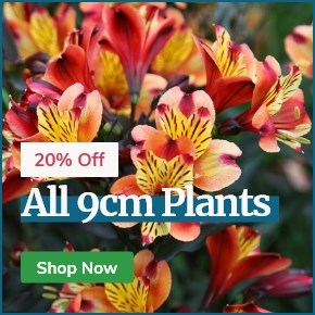 Save 20% Off All 9cm Plants