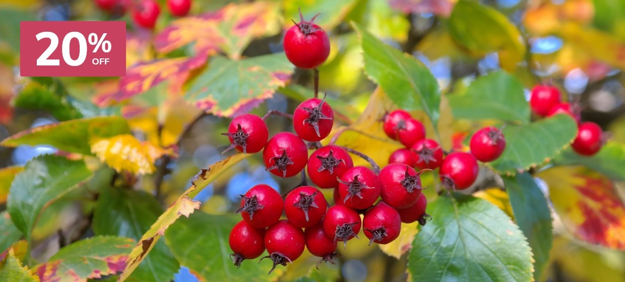 Fruit & Ornamental Trees