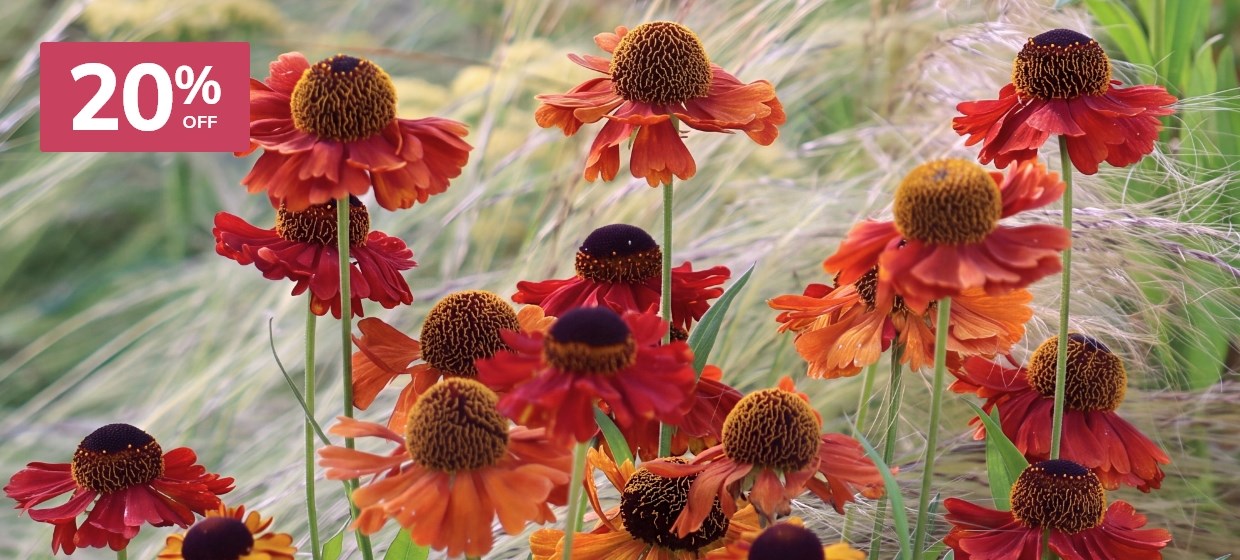 Late Summer Colour: Plants