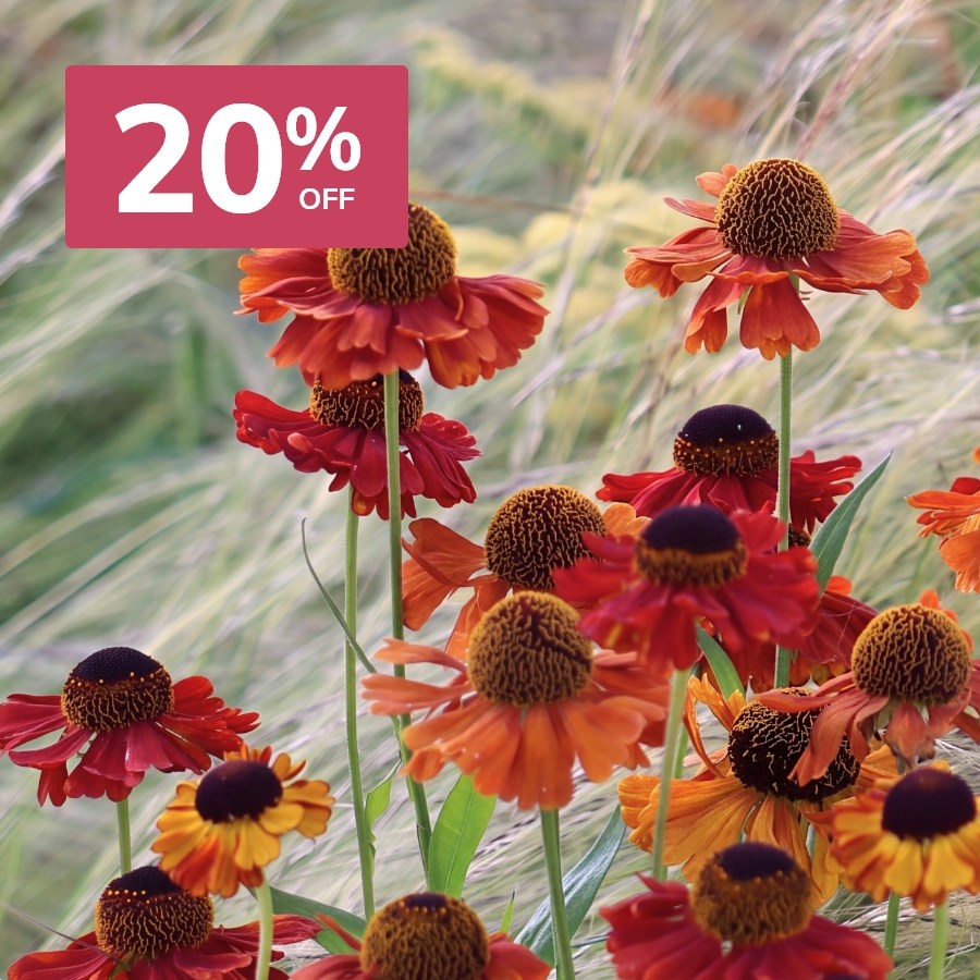 Late Summer Colour: Plants