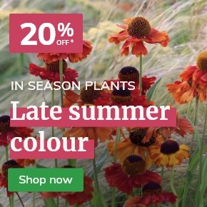 Late Summer Colour: 20% off
