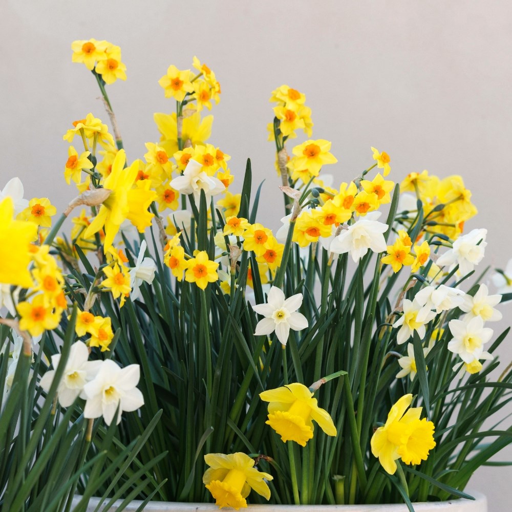 Spring Flowering Bulbs