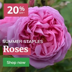 Roses: 20% off