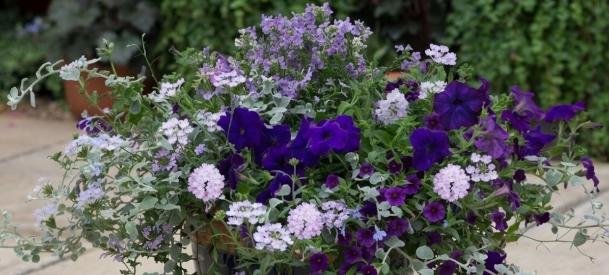 Easyplanters: 20% off