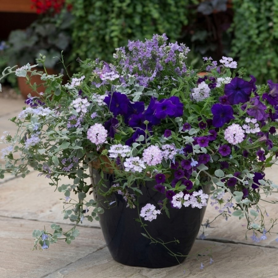 Easyplanters: 20% off