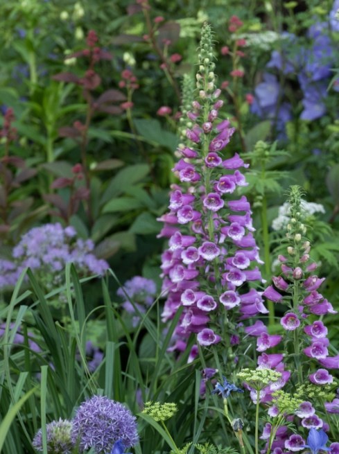 Summer interest plants