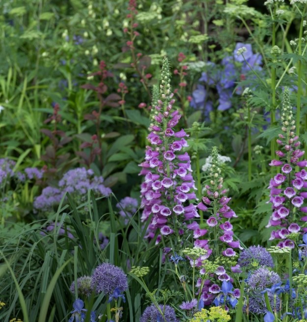 Summer interest plants