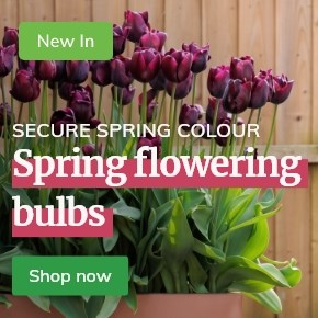 Spring flowering bulbs