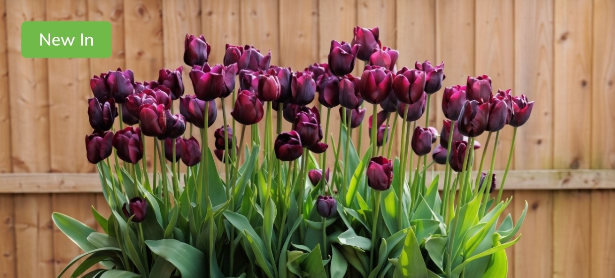 Spring flowering bulbs