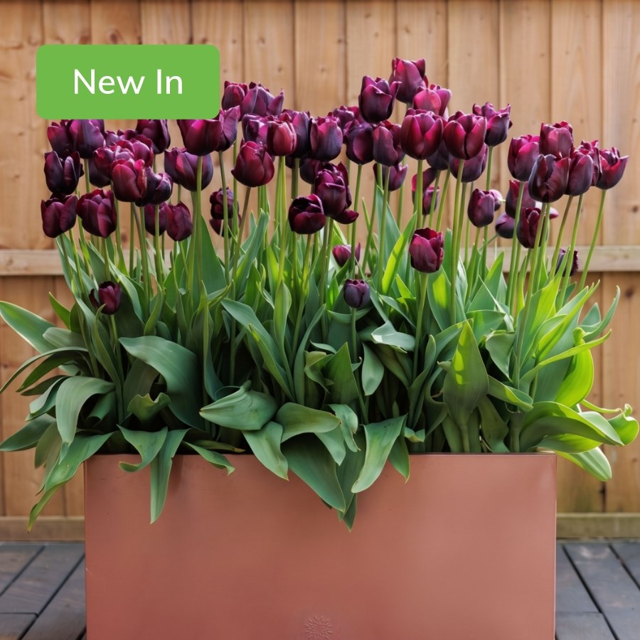 Spring flowering bulbs