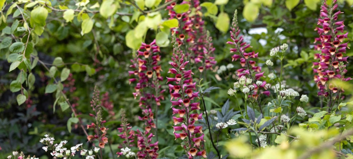 Late Summer Colour: Plants