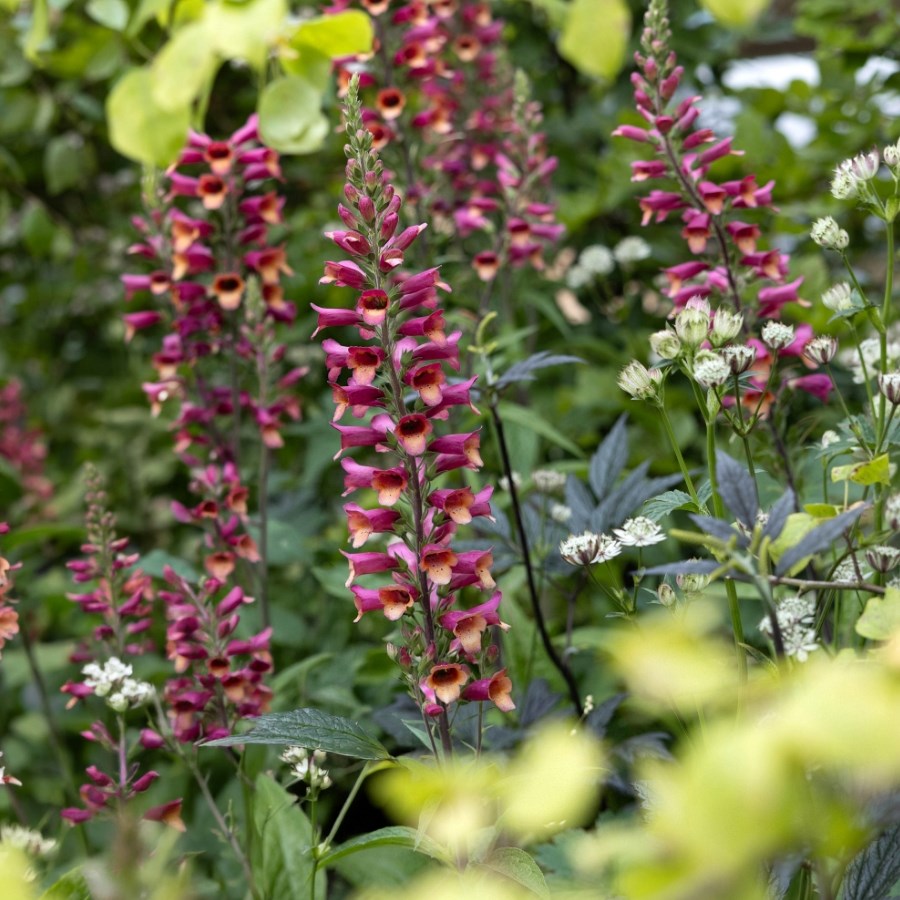 Late Summer Colour: Plants