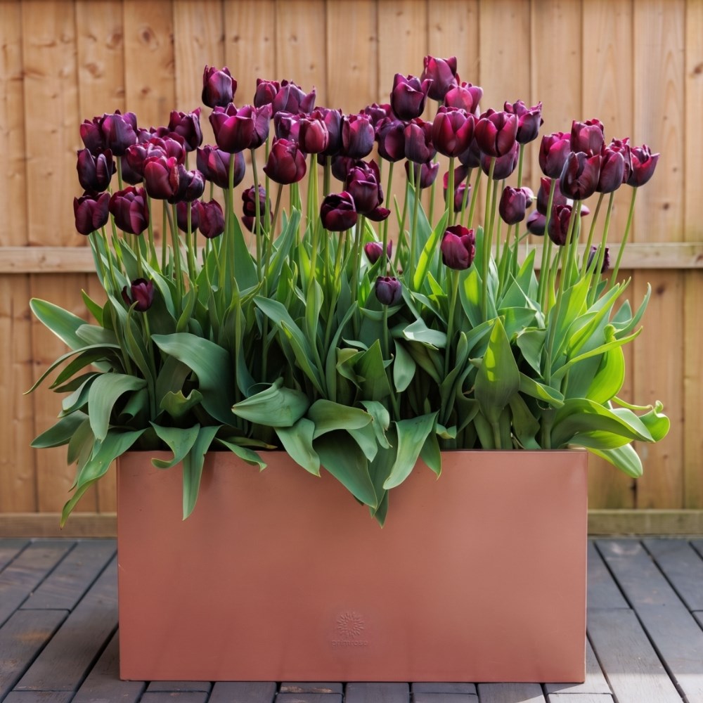 Spring Flowering Bulbs
