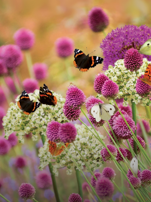 Allium bulbs: 20% off