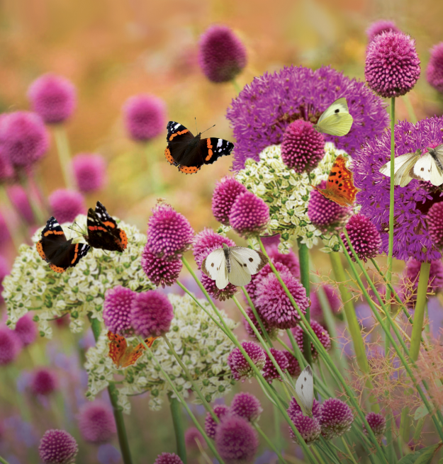 Allium bulbs: 20% off