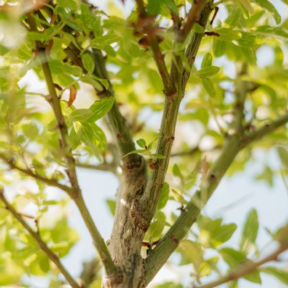 Trees: 20% off