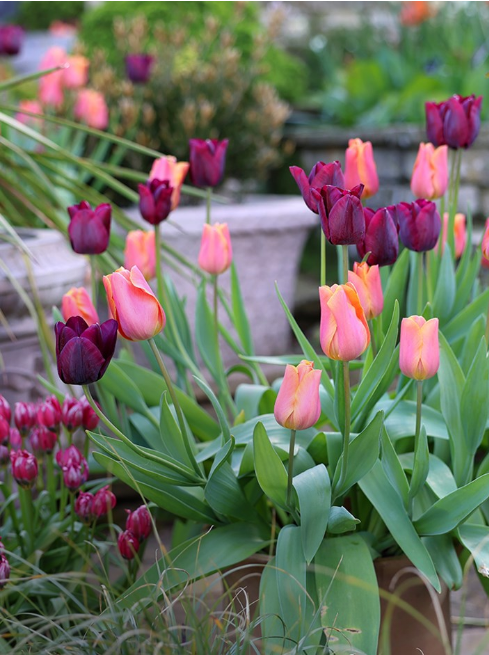 Bulbs & Tubers