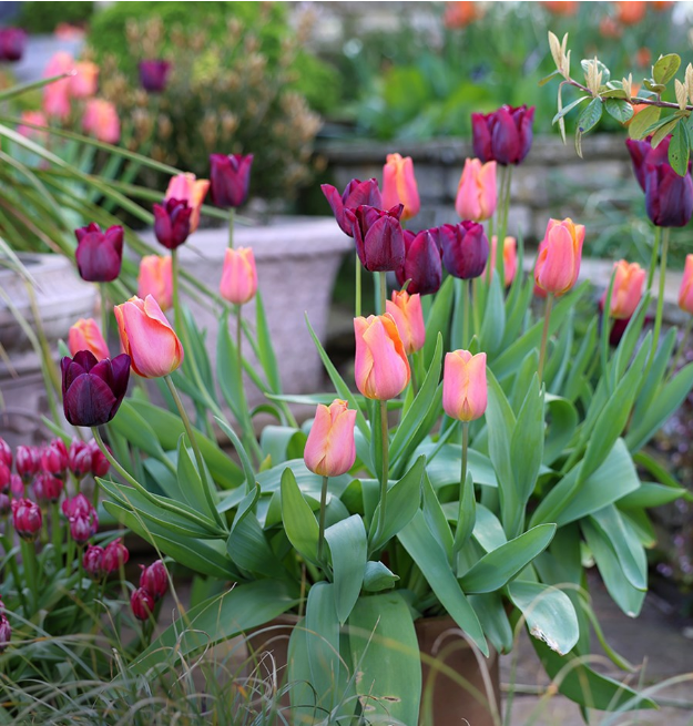 Bulbs & Tubers