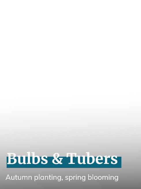 Bulbs & Tubers