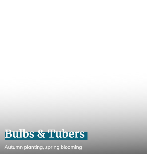 Bulbs & Tubers