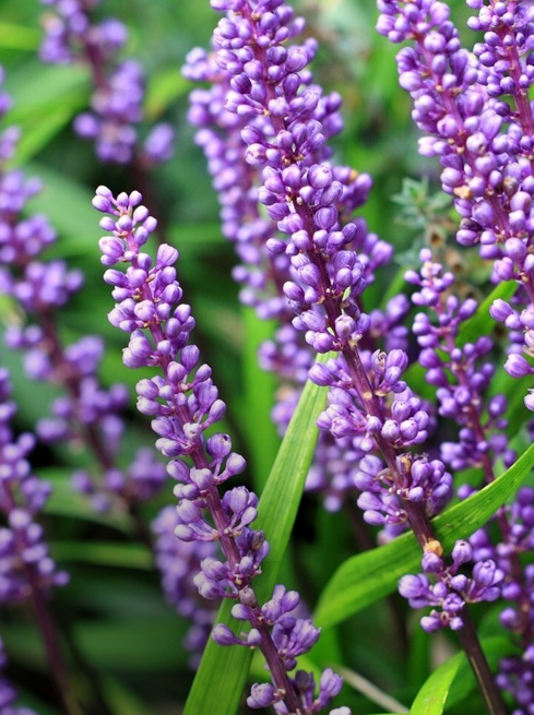 Perennials Spend & Save