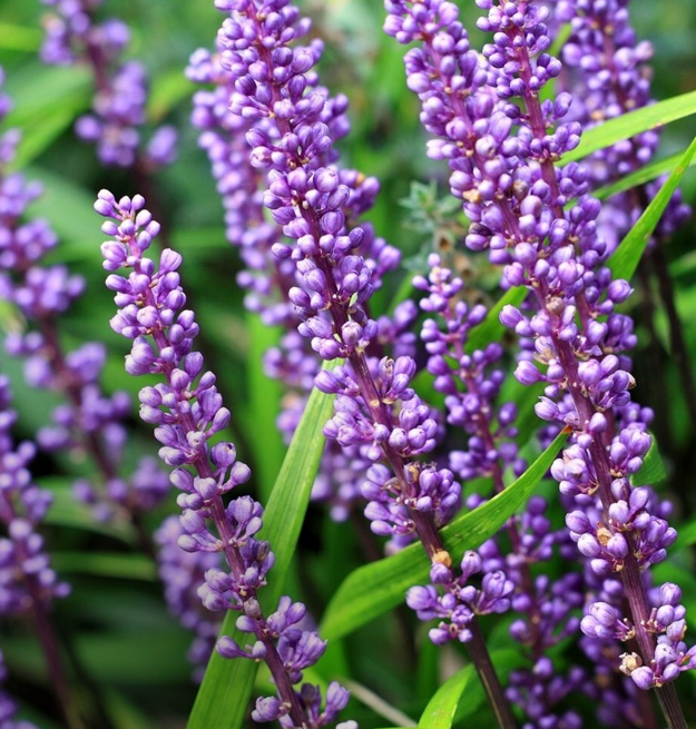 Perennials Spend & Save