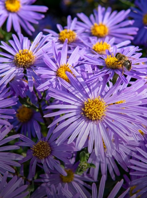 All plant sale