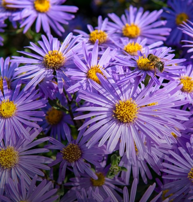 All plant sale