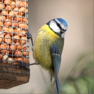 Bird Food