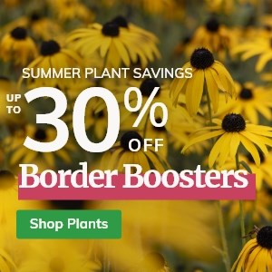 Border Boosters: Up to 30% off Plants