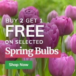 Spring Bulbs: 2+1 Free