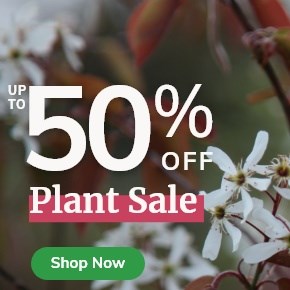 Plant Sale: Up to 50% Off