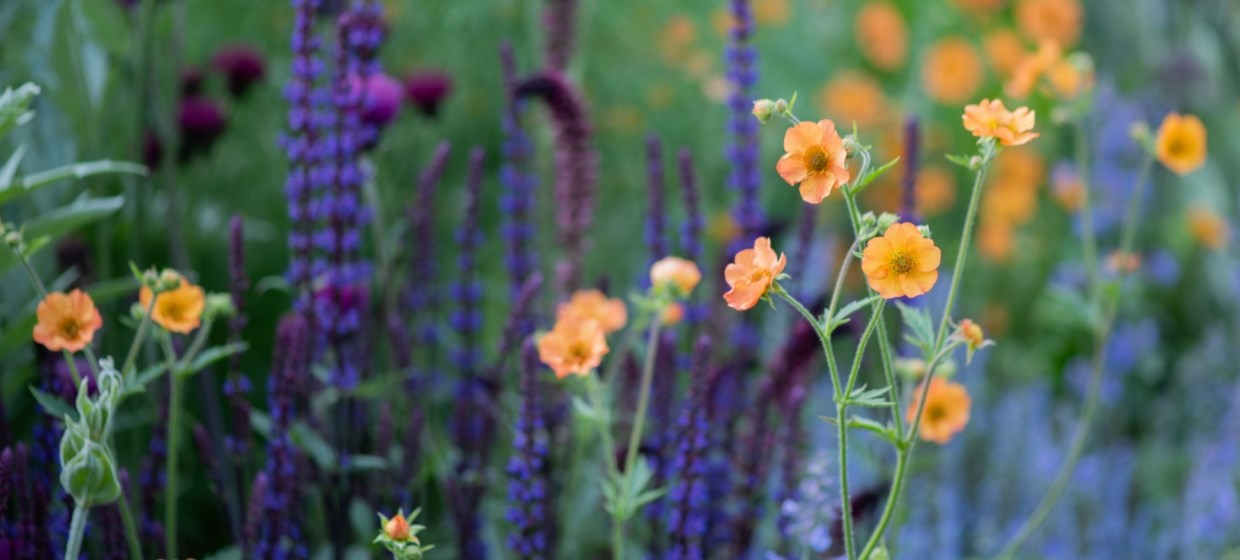 In season plants