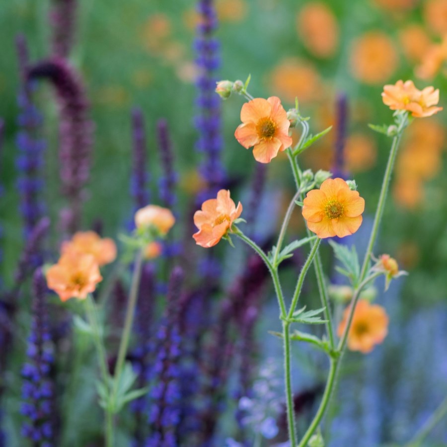 In season plants