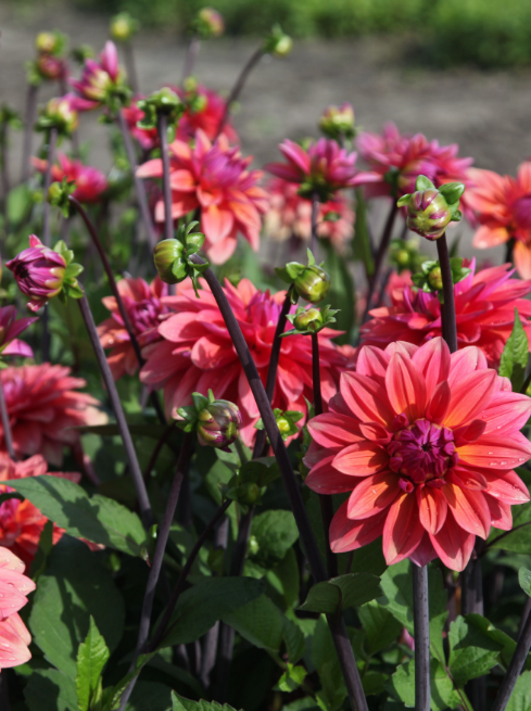 20% off selected Dahlias