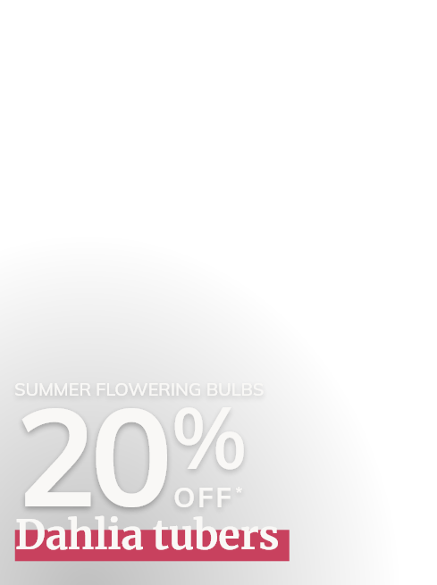 20% off selected Dahlias