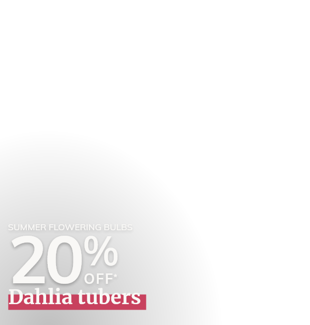 20% off selected Dahlias