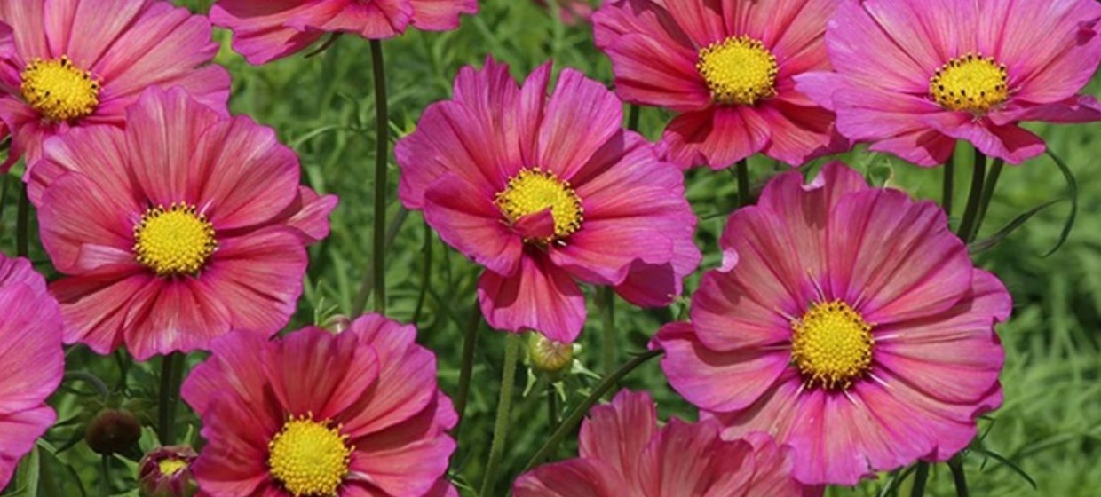 Seedlings and rooted cuttings