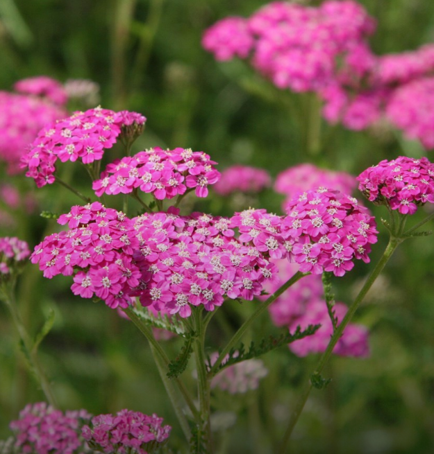 Perennials Spend & Save