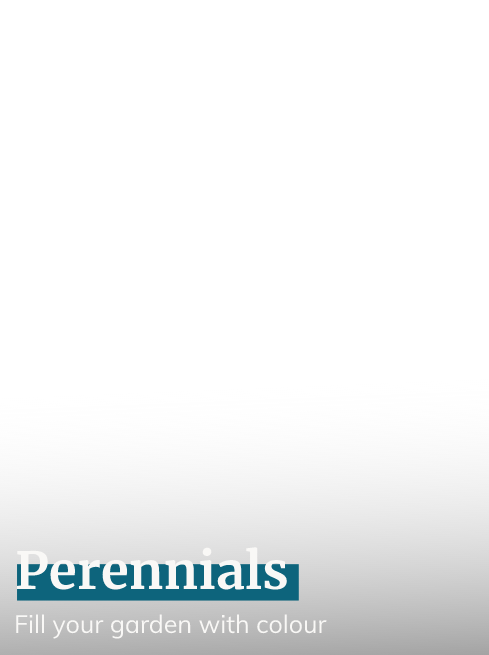 Perennials