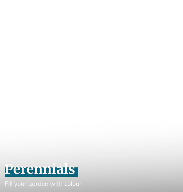 Perennials