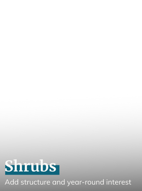 Shrubs