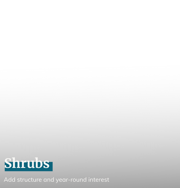 Shrubs