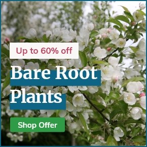 Bare Root Plants: Up to 60% Off