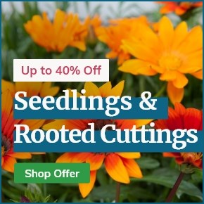 Seedlings & rooted cuttings: Up to 40% off