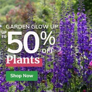 Summer Offers: Up to 50% Off Plants