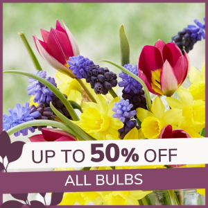 Bulb Sale: Up to 50% off