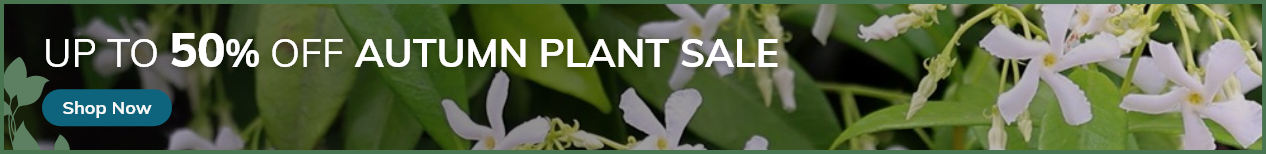 Autumn Plant Sale: Up to 50% Off